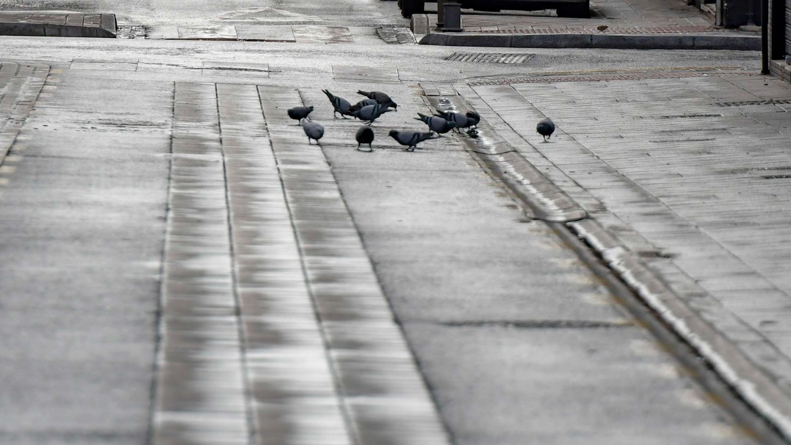 Palomas en una calle.