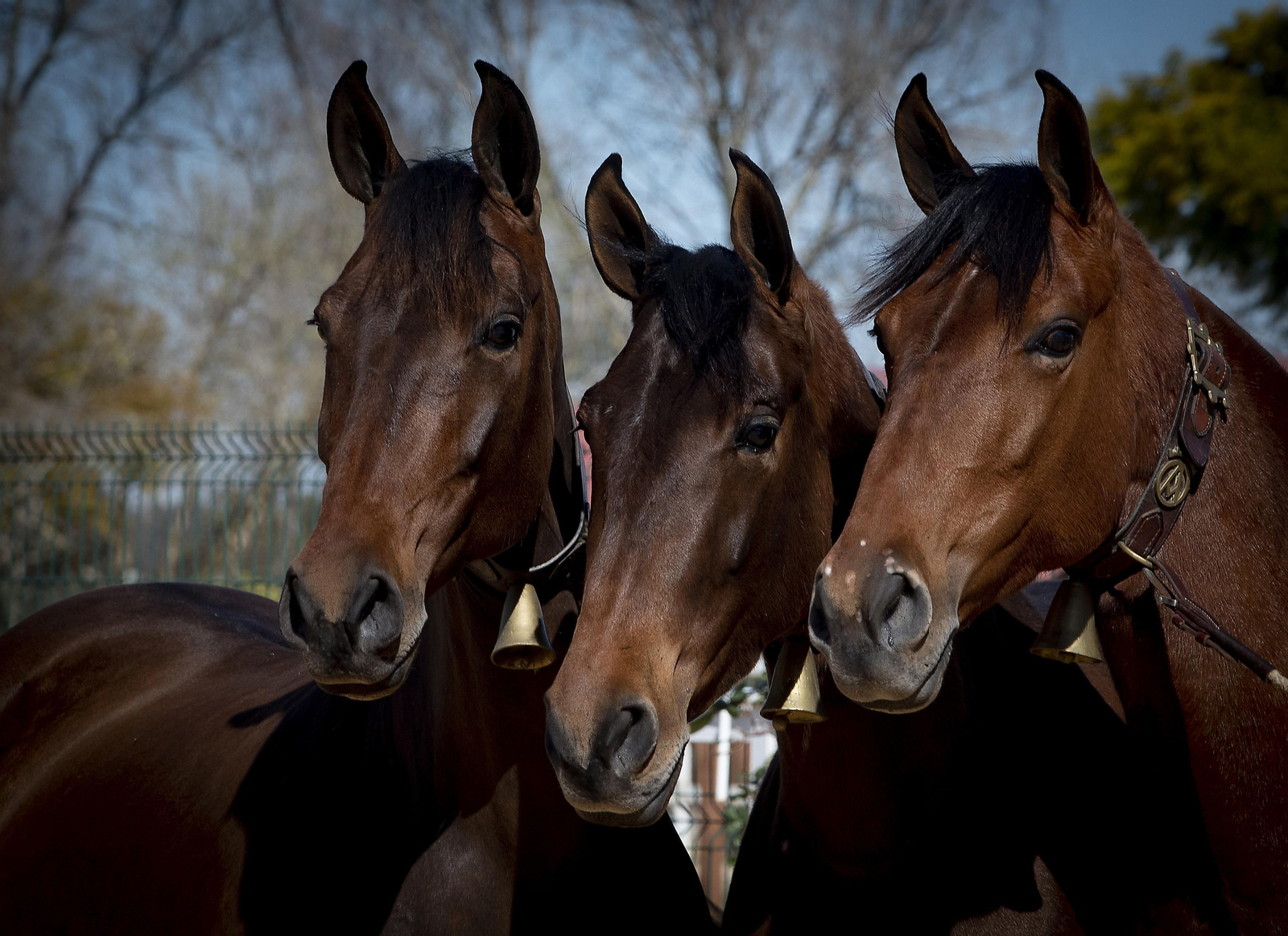 Un día de matanza en una finca sevillana