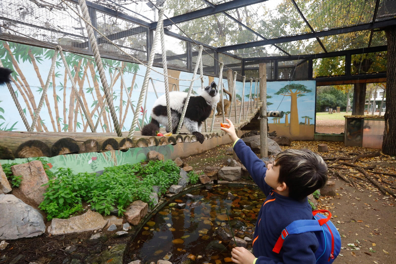 Así son las Aulas Específicas del Zoo de Córdoba en las que niños interactúan con lemures, en imágenes
