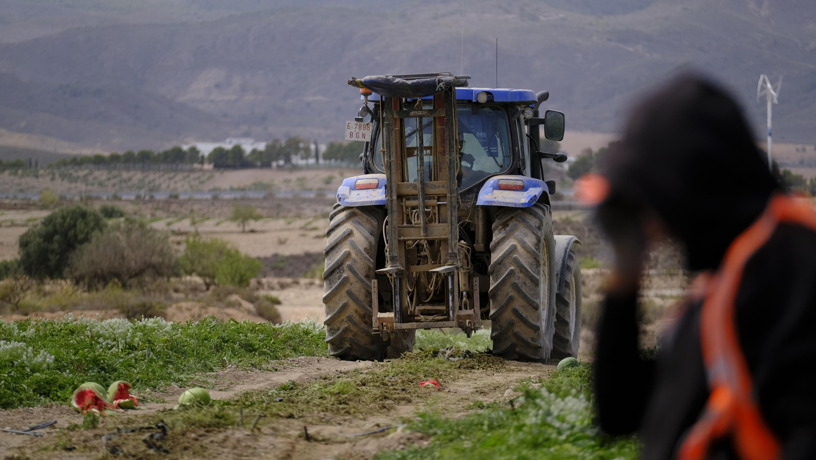 La sandía y el melón de Huércal Overa, manjares en imágenes