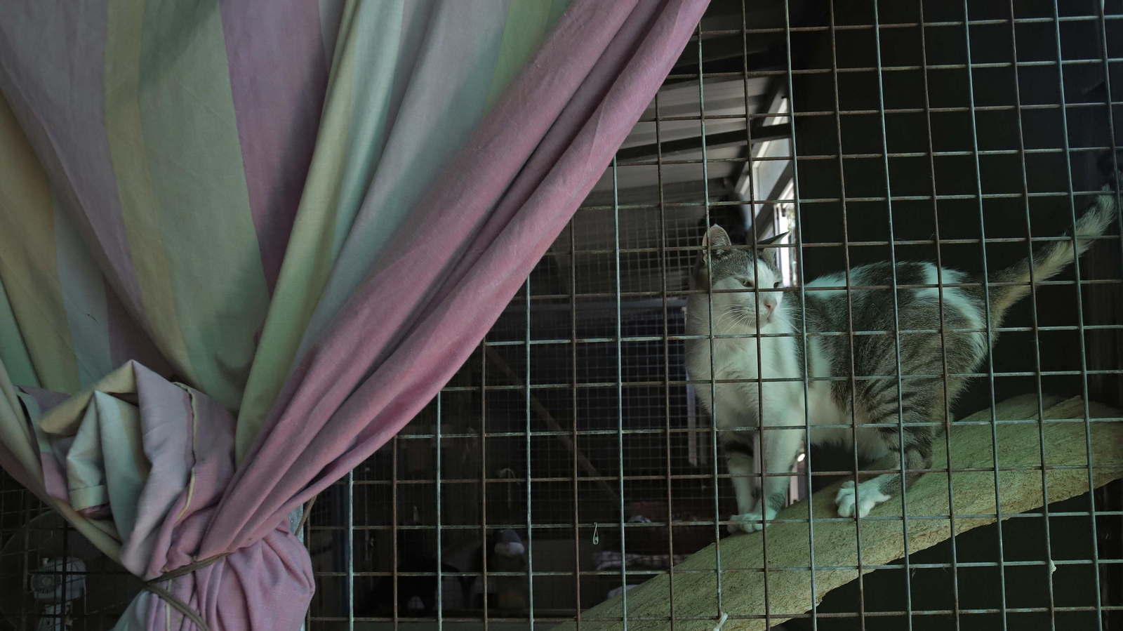 Fotos de la Protectora de Animales y Plantas de Algeciras