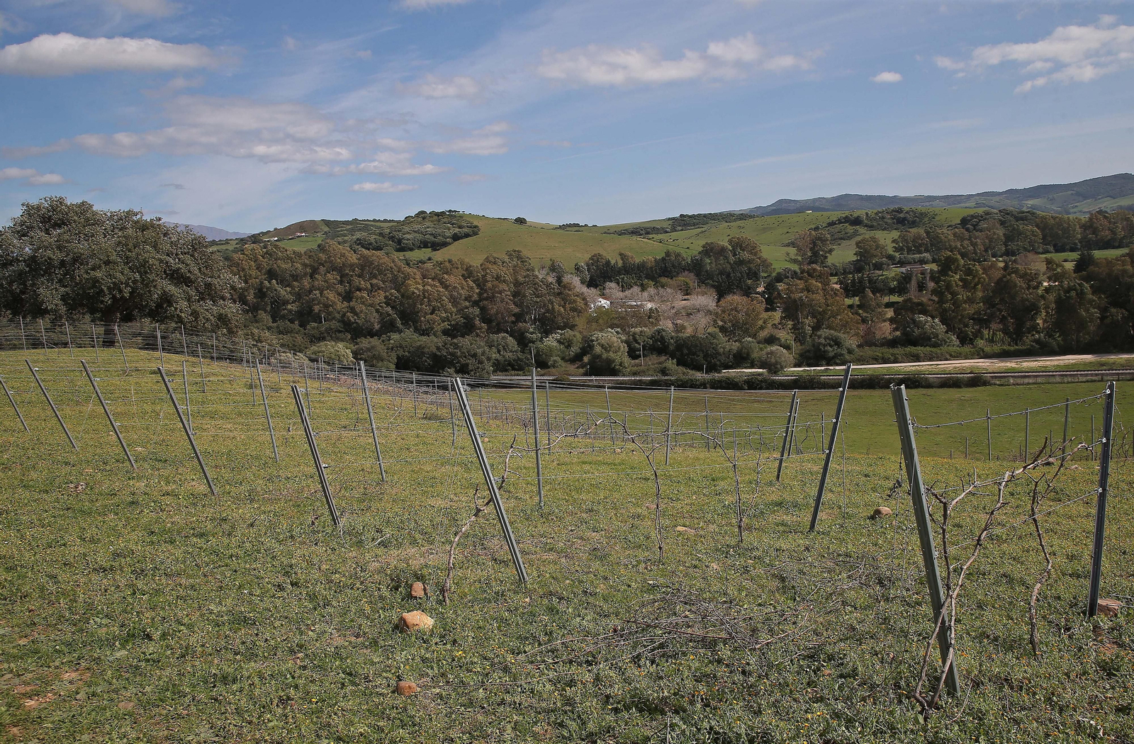 Fotos del lugar donde se produce Ribera de Hozgarganta, el primer vino del Campo de Gibraltar
