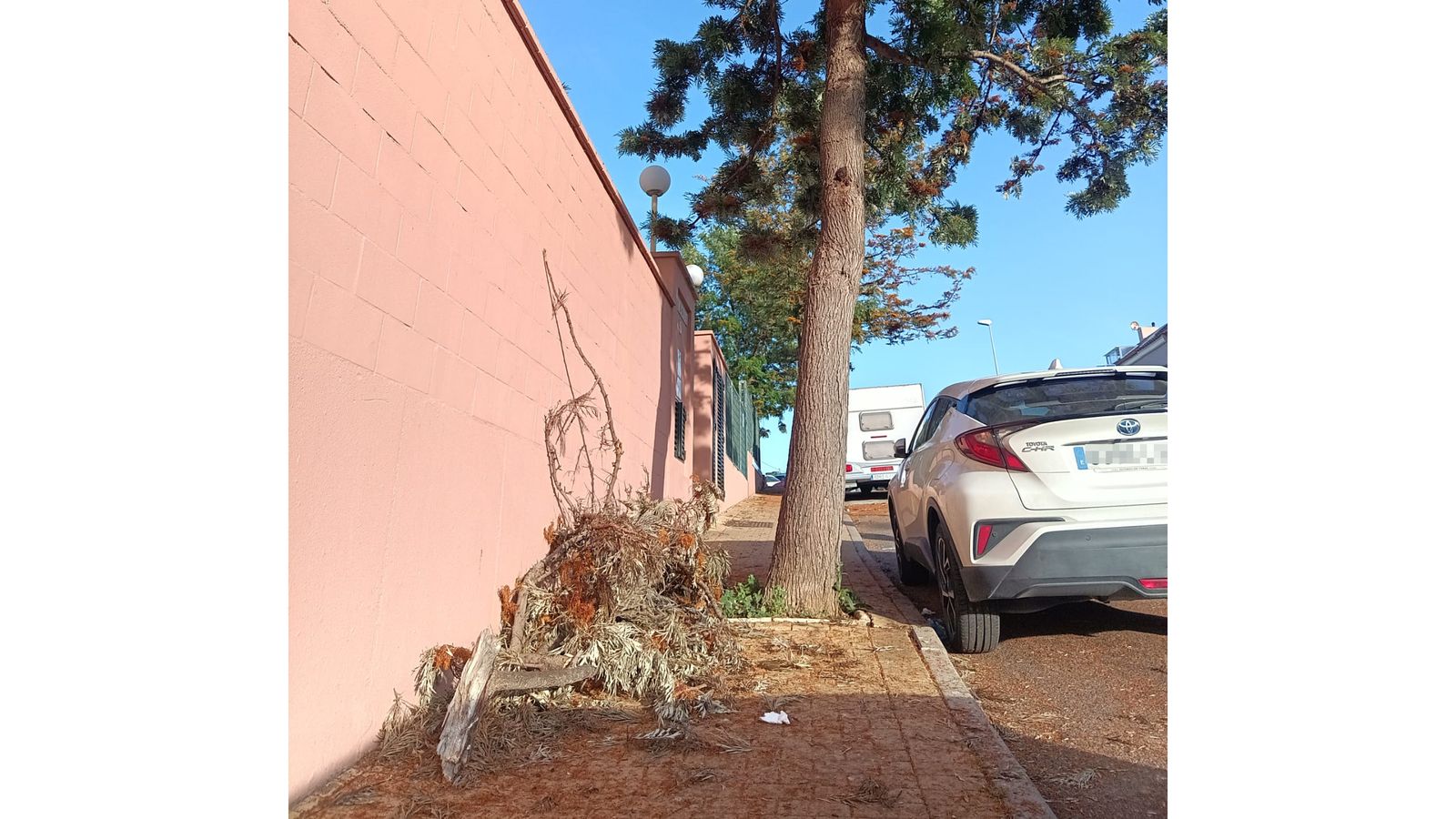 Uno de los árboles de Sotorrebolo.