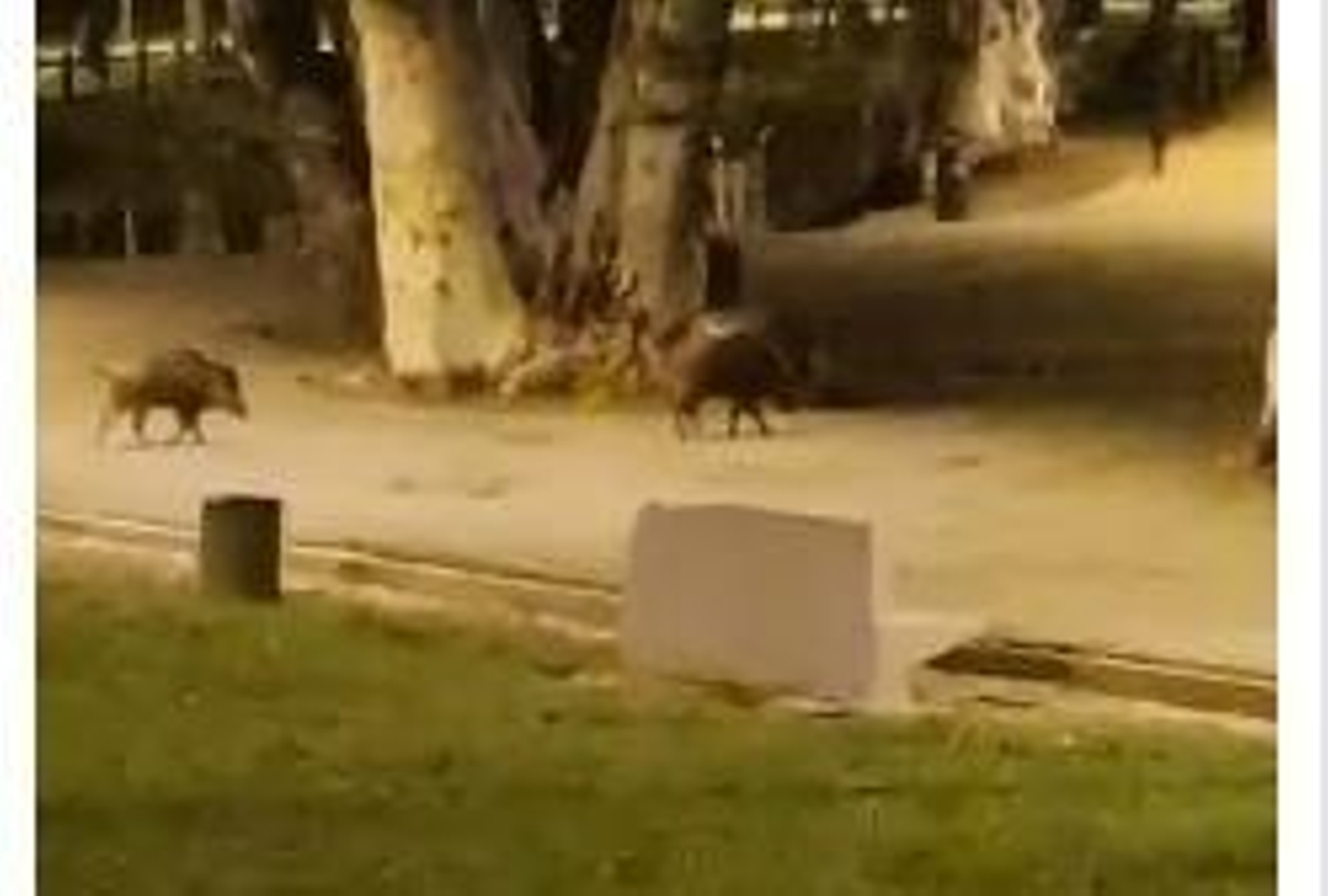 Los posibles jablíes avistado por los vecinos en el Parque de Miraflores.