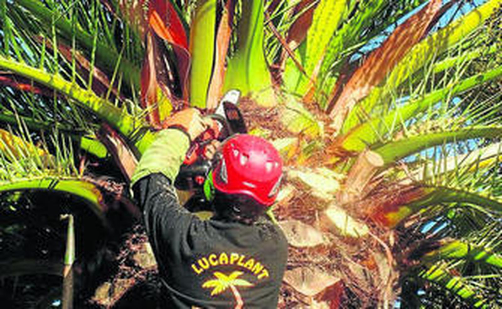 Un operario realiza un tratamiento contra el picudo rojo en una palmera.