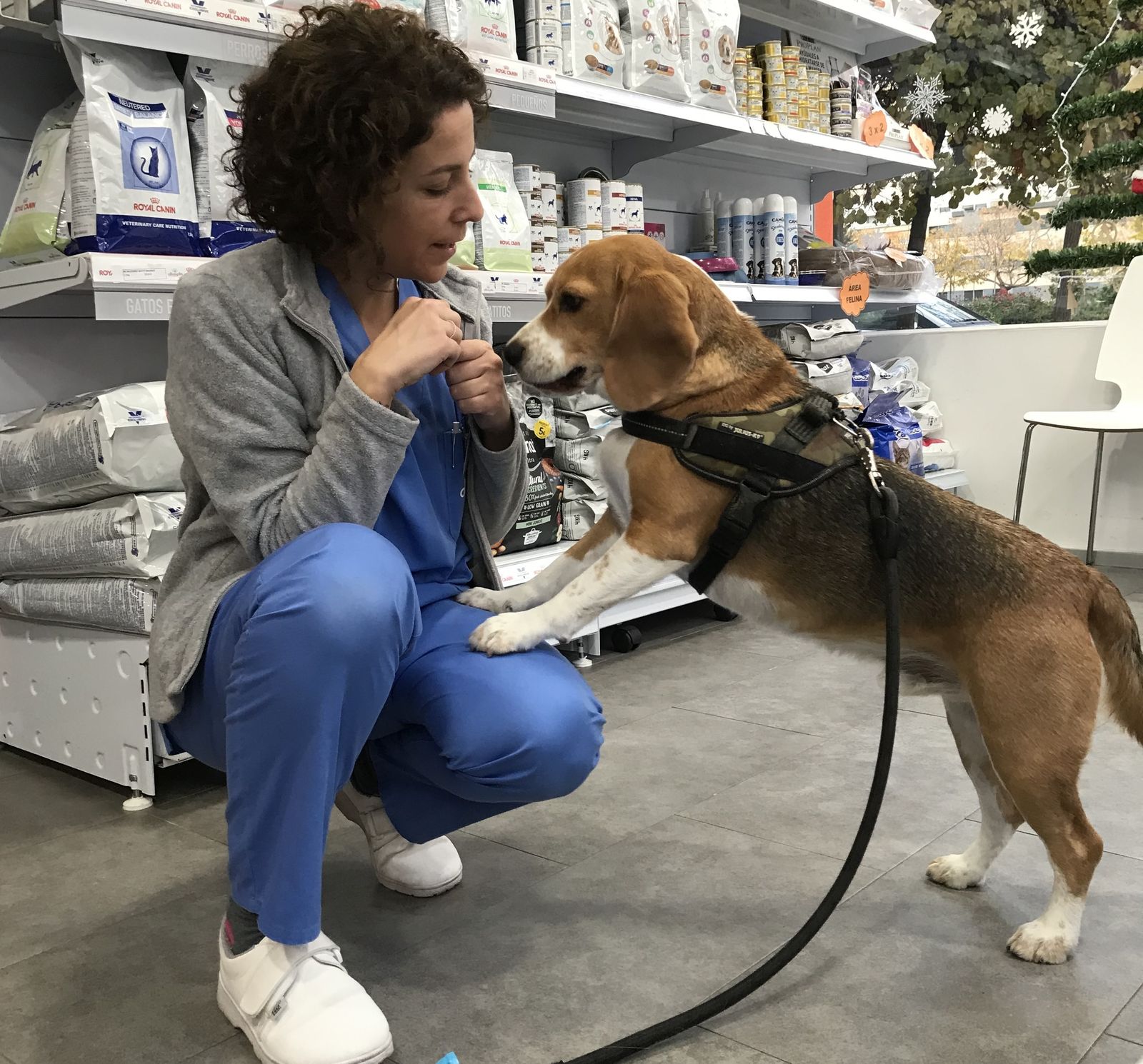 La veterinaria granadina Ana Martínez Montes atiende un perro en la clínica Albayda.
