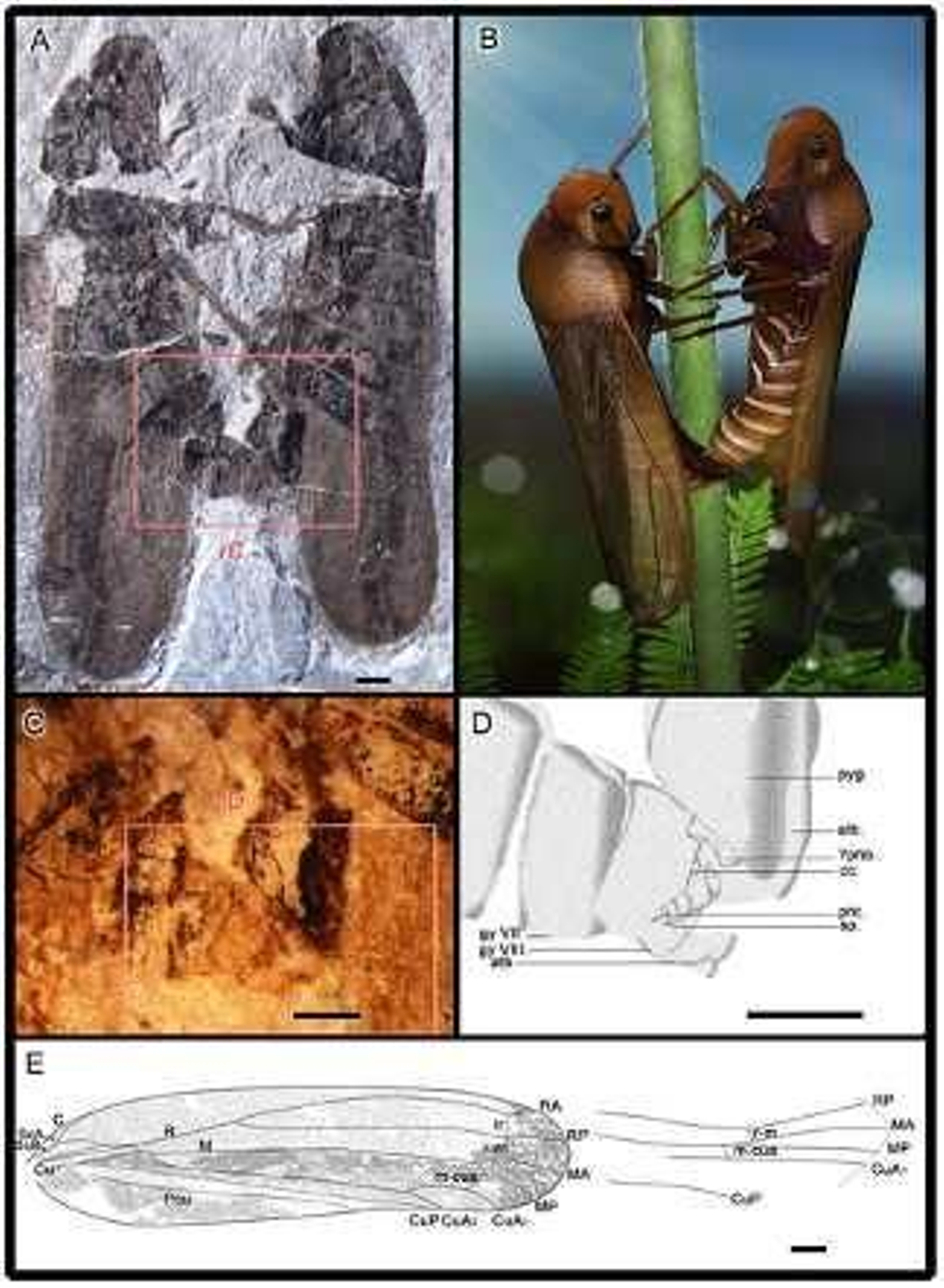 Descubren un fósil de insectos jurásicos copulando