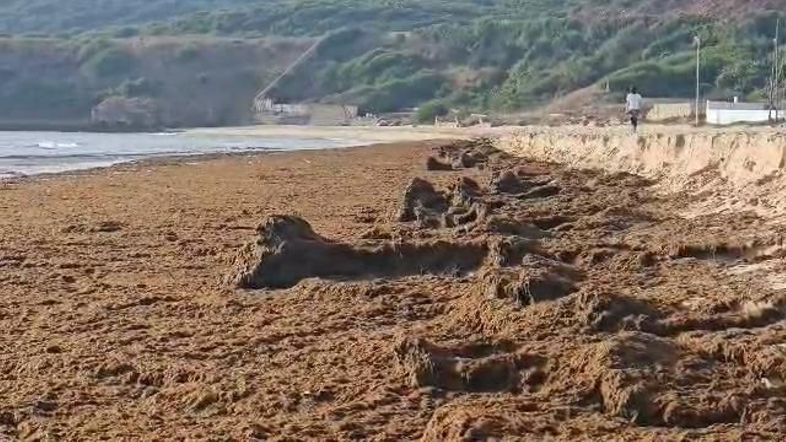 Montañas de alga asiática invaden la playa de Getares en Algeciras tras varios días de levante