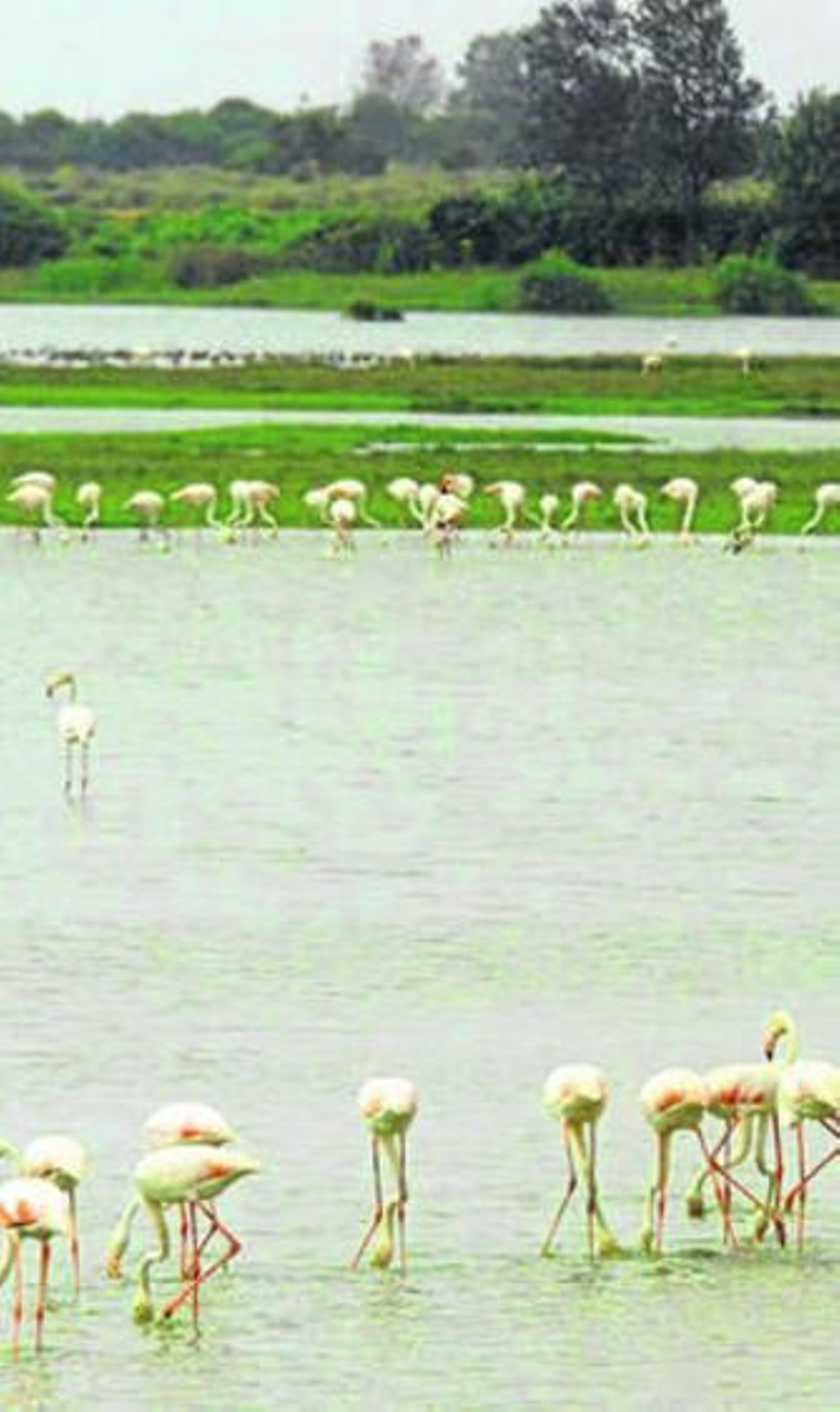 Un humedal de Doñana. Un humedal de Doñana.