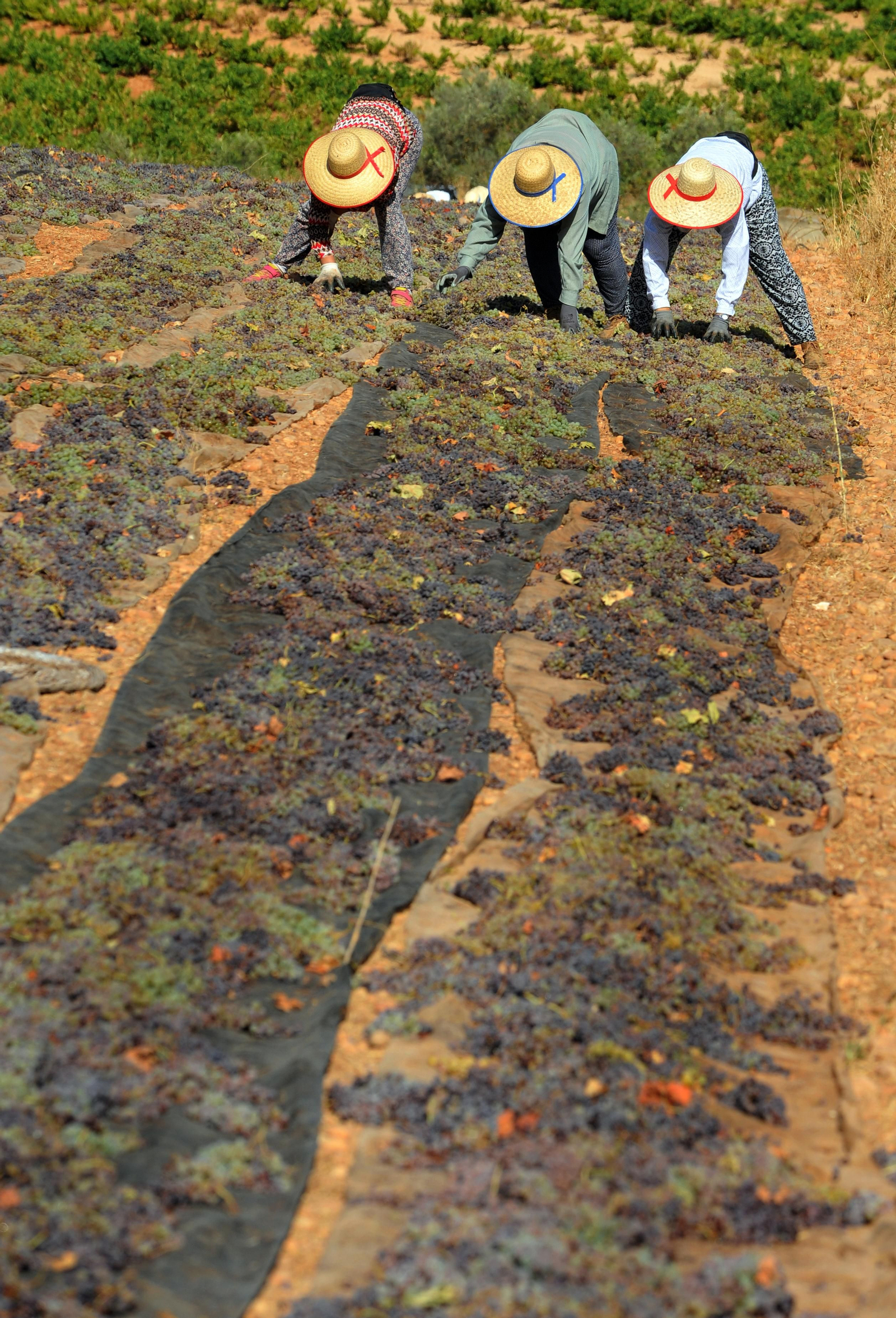 Así se elabora el vino Pedro Ximénez