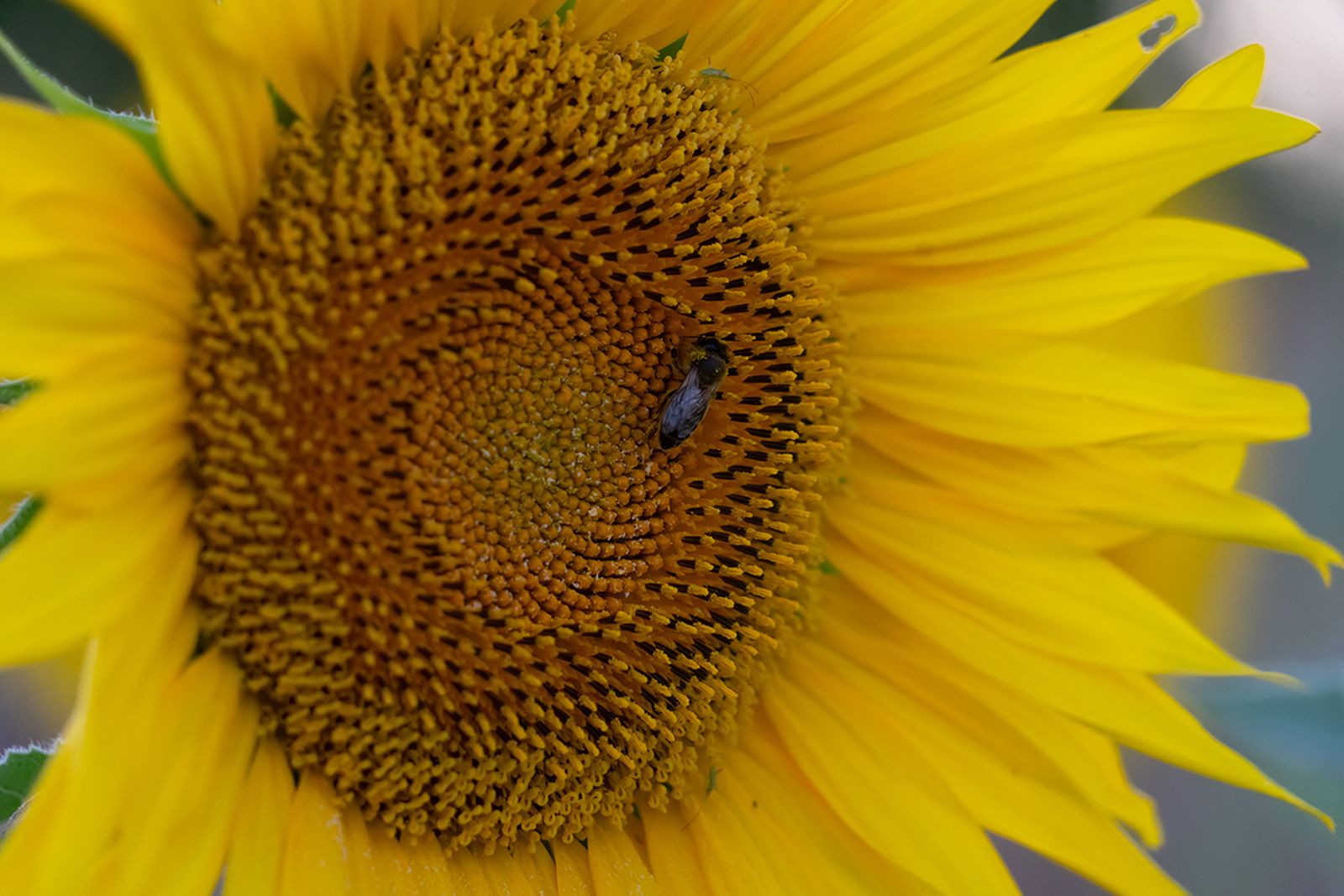 Campos de girasoles en la Campiña de Córdoba
