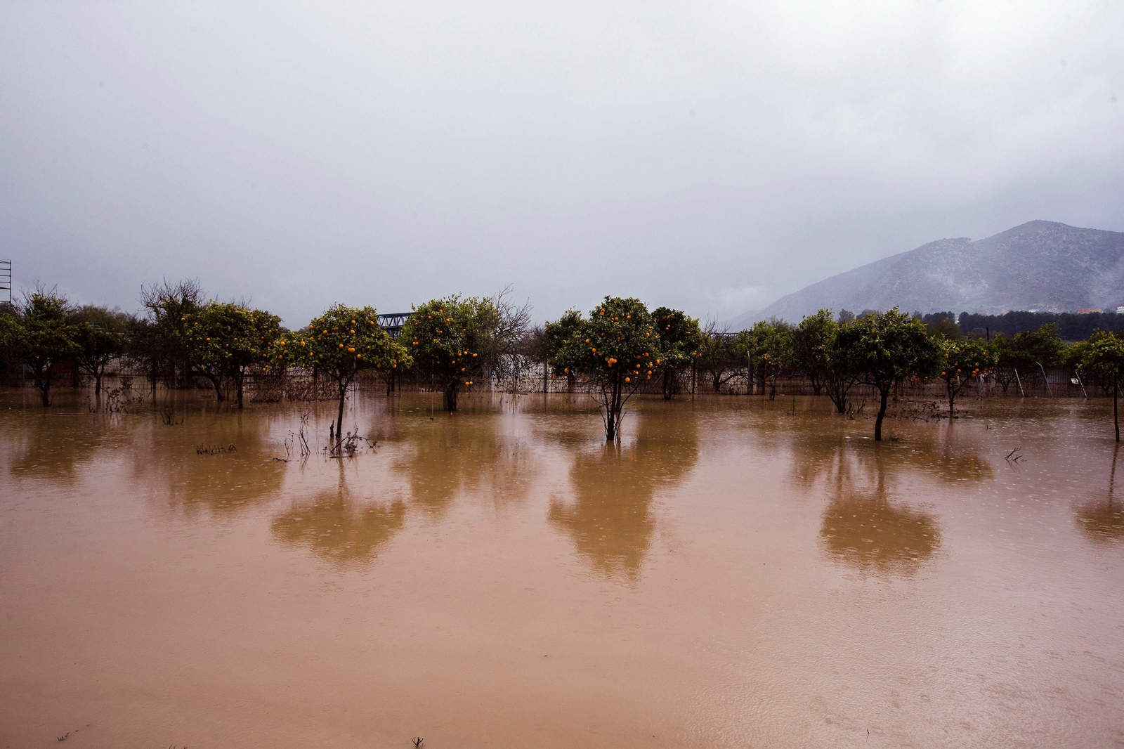 Cultivo de naranjas en Cártama, ayer tras las lluvias.