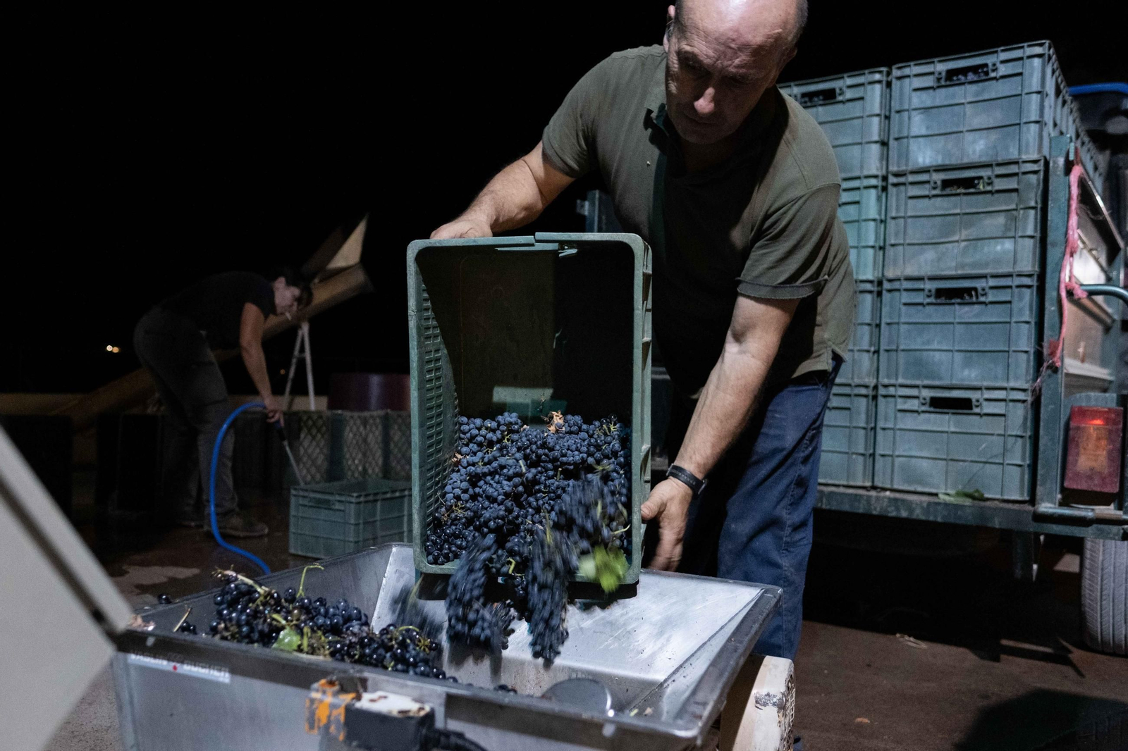 Vendimia nocturna en la Serranía, en imágenes