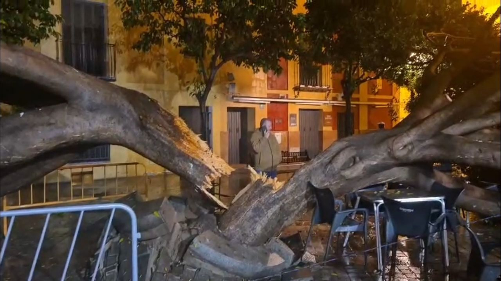 Destrozos causados por el rayo que ha caído sobre un árbol en Triana