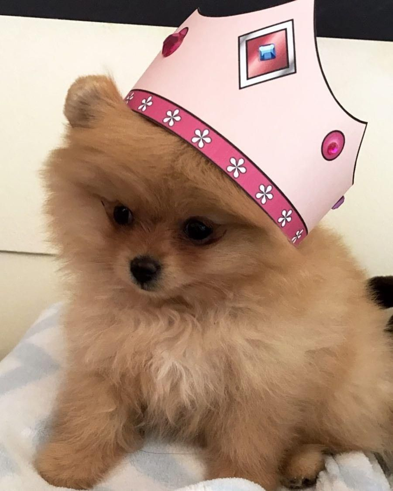 Honey, el pequeño pomerania de Kourtney Kardashian.