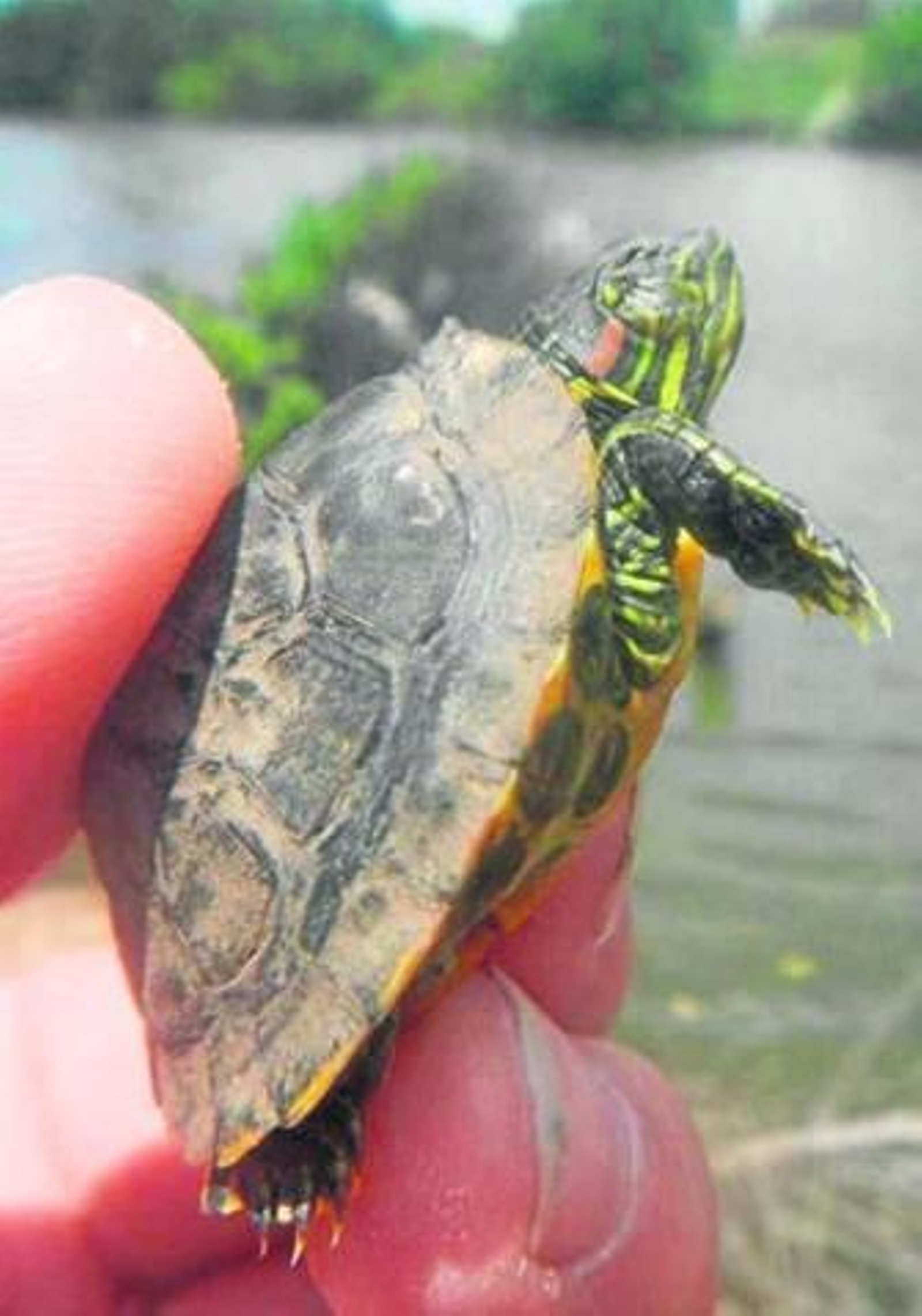 Una tortuga galápago de orejas rojas, nacida en el río Palmones.
