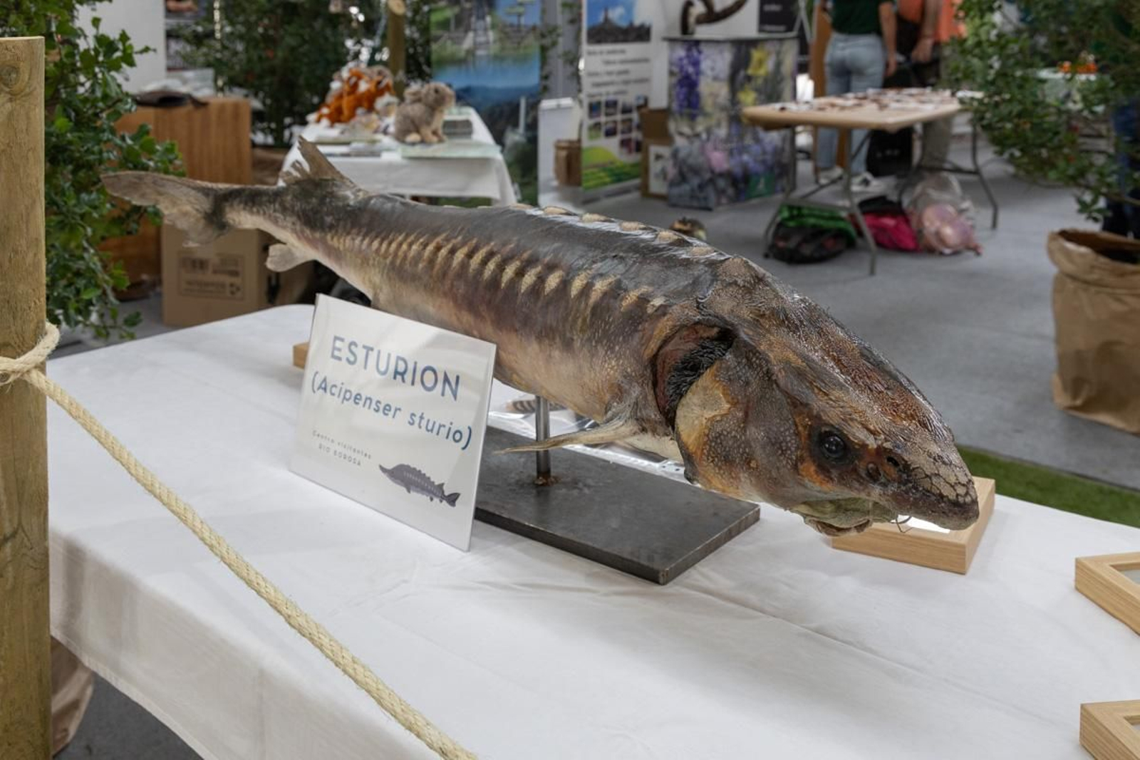 Ibercaza 2024, Jaén