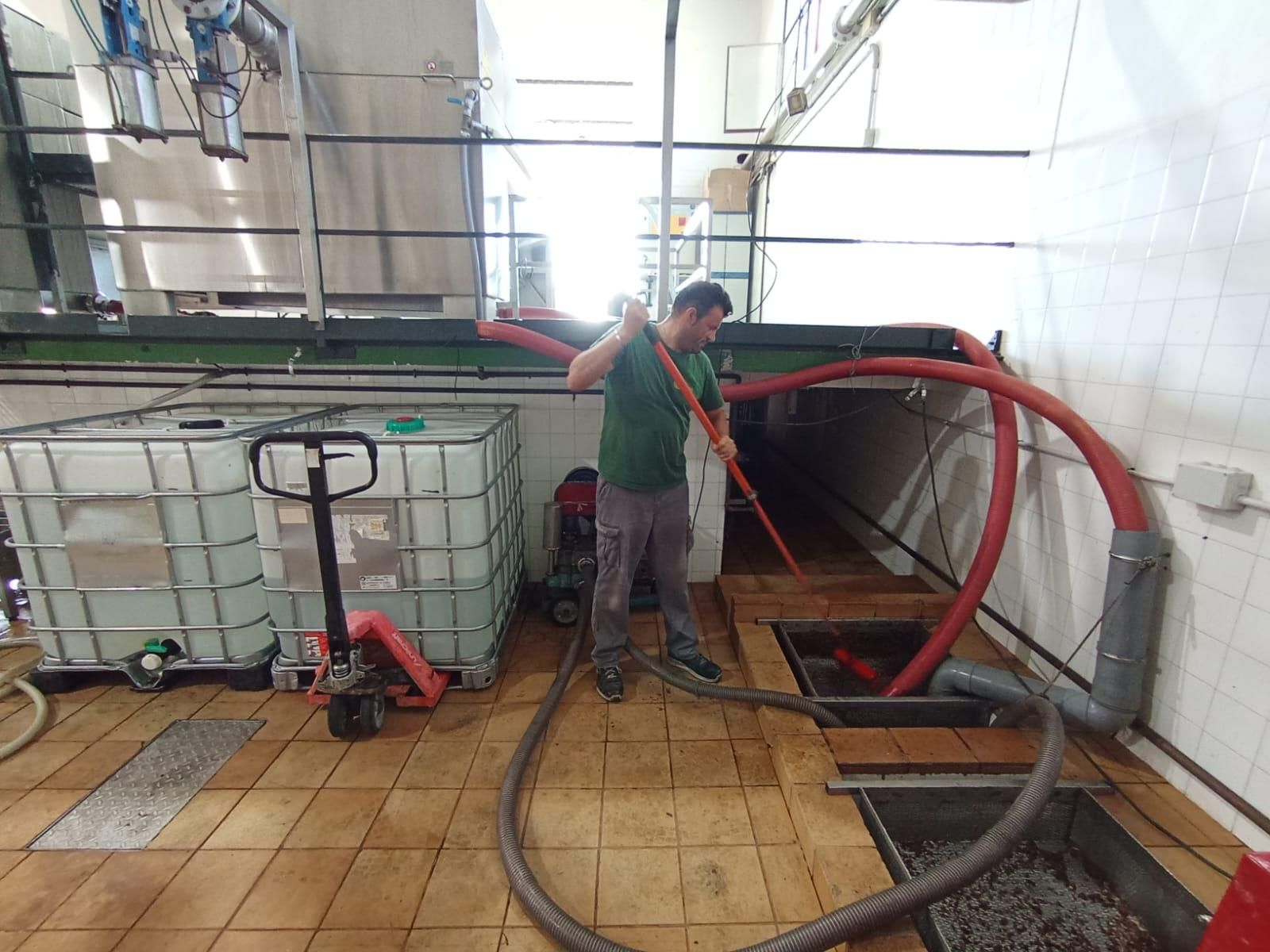 Las paseras de Montilla-Moriles a pleno rendimiento, en imágenes