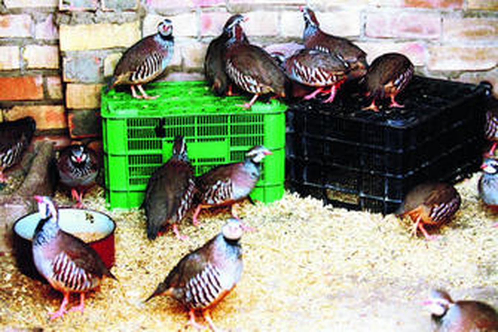 El Ayuntamiento confía en las perdices para generar empleo