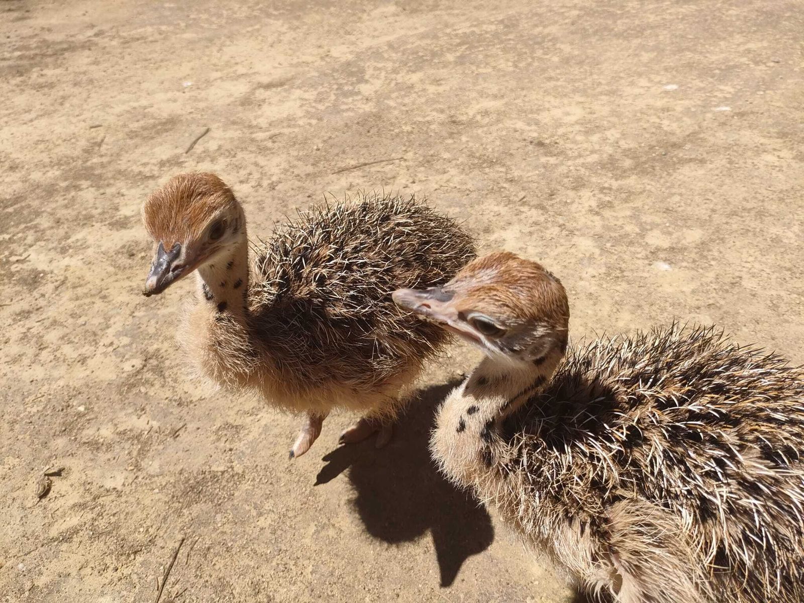 Los dos pollos de avestruz de cuello rojo nacidos en el Zoobotánico de Jerez.