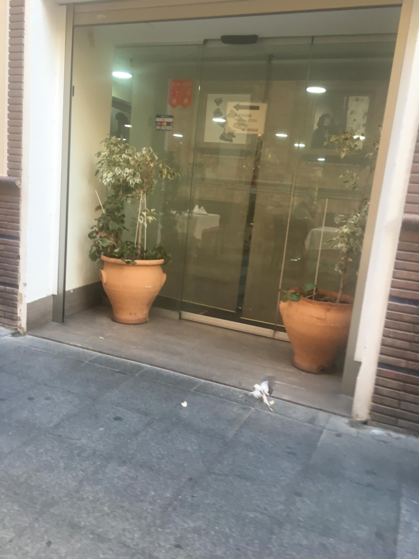 El gorrión blanco a la captura de migas de pan en la puerta de un restaurante