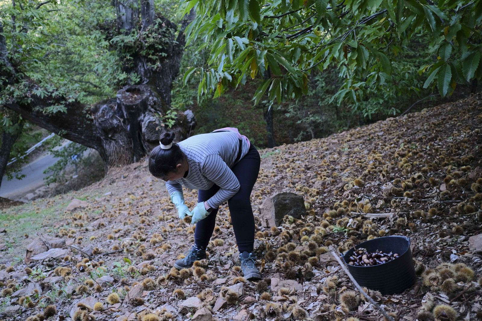Cuadrillas en la recogida de castañas en el Valle del Genal
