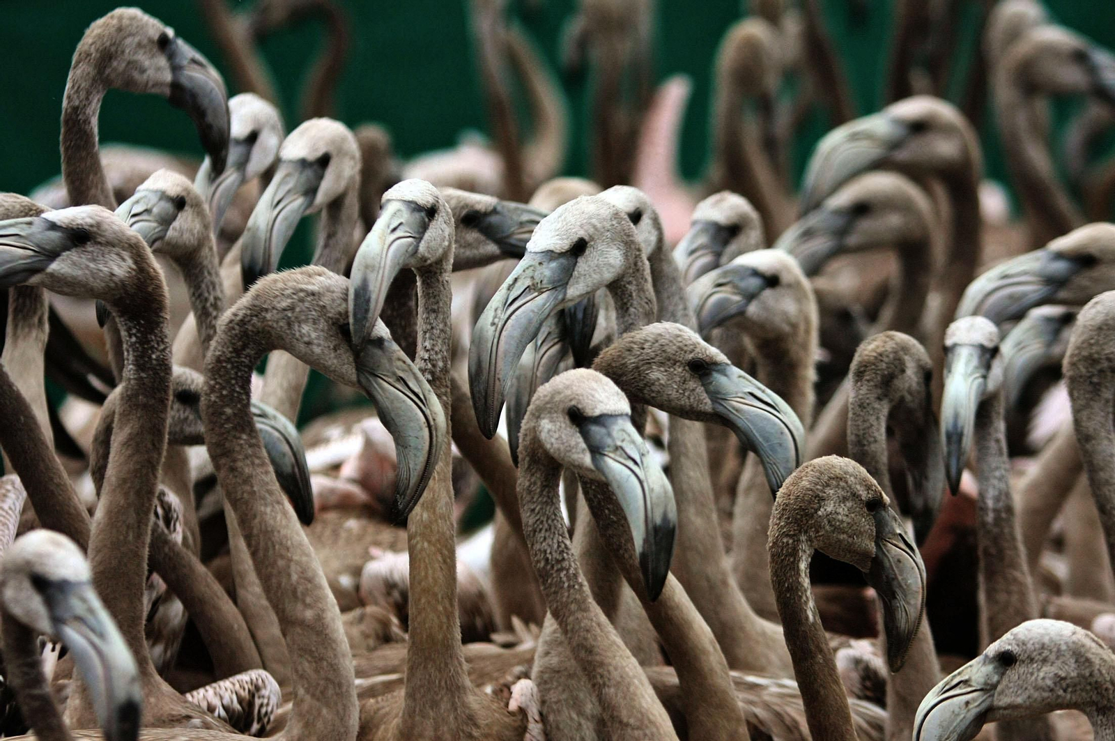 Imágenes de Marismas del Odiel, un Paraje Natural en la confluencia de las desembocaduras de los ríos Tinto y Odiel