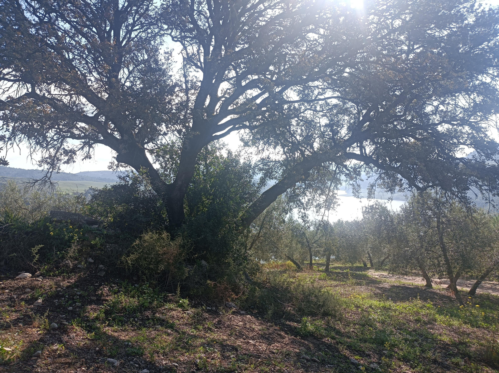 Olivos y zonas de bosque mediterráneo nos acompañarán.