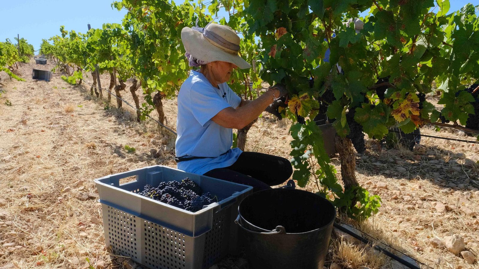 Vendimia en la Serranía de Ronda