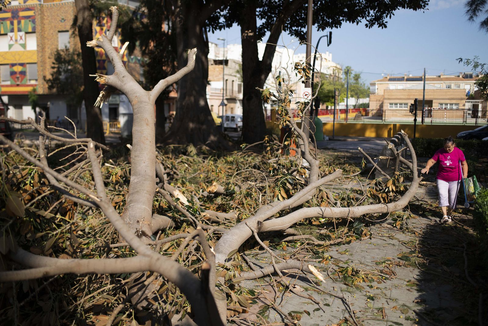 Árbol caído tras un reventón húmedo