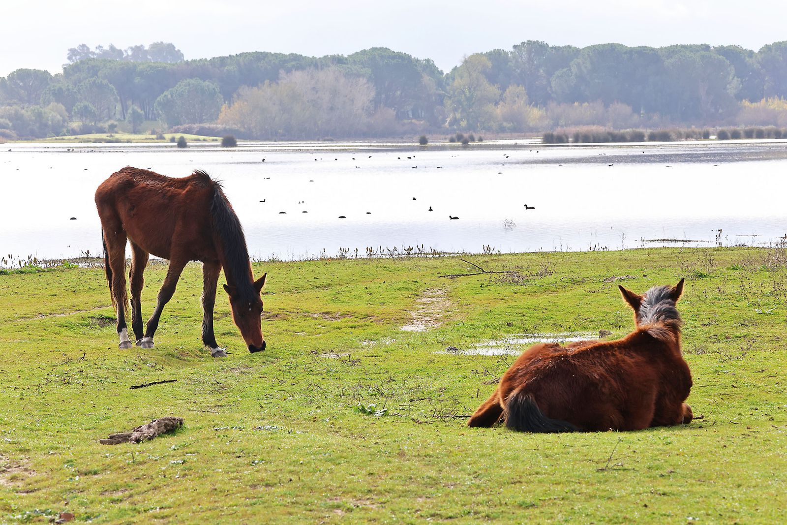 Estado actual en el que se encuentran las Marismas del Rocío tras las últimas lluvias