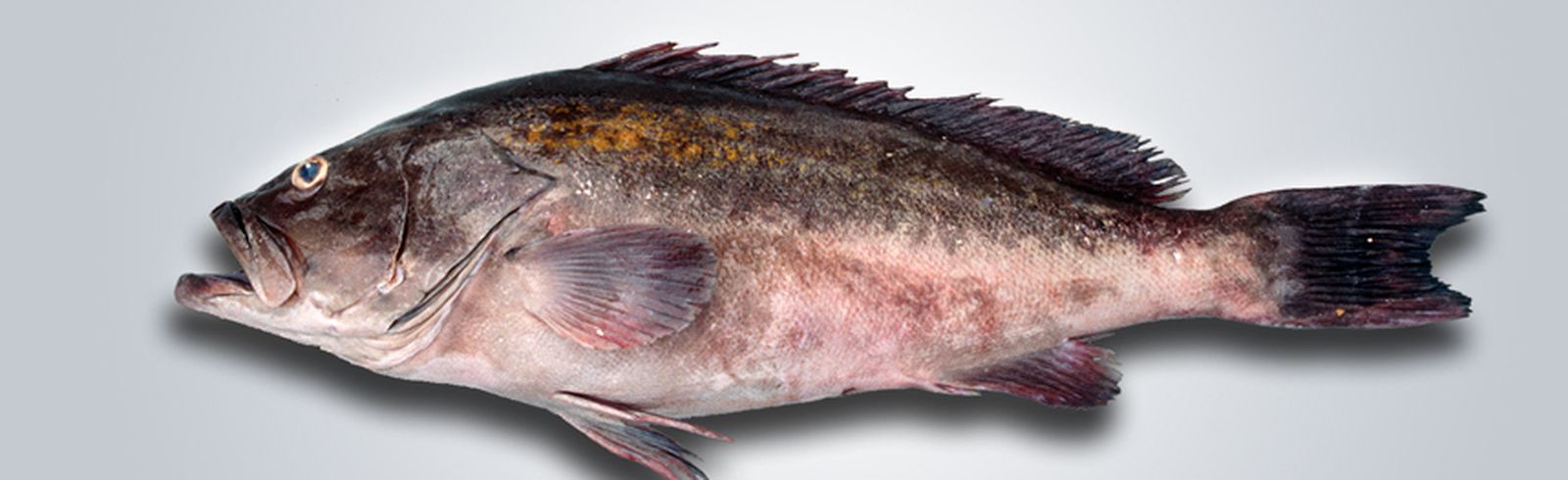 Cherna roja: Epinephelus costae