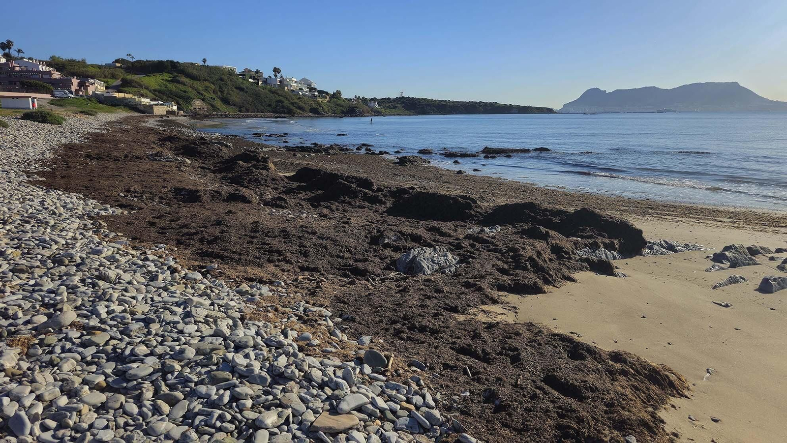 Imágenes del manto de alga parda en la playa de Getares
