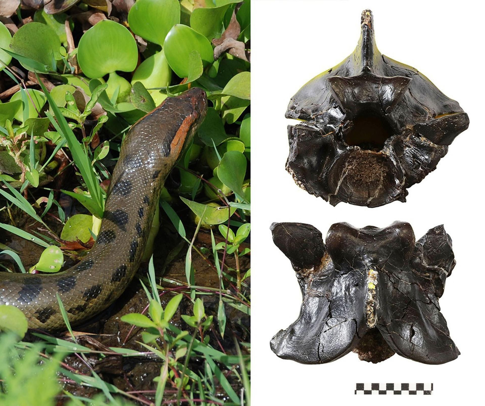 Imagen de algunas de las vértebras fósiles usadas para el estudio.