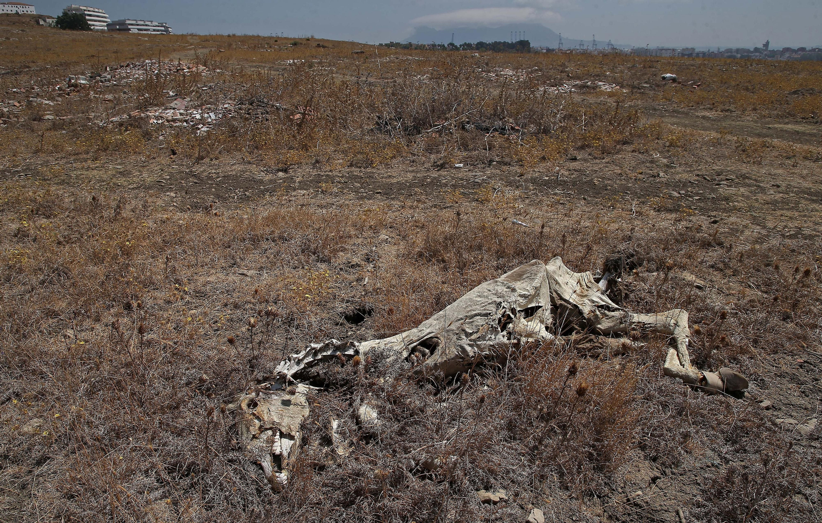 El cementerio ilegal de caballos de Algeciras, en imágenes