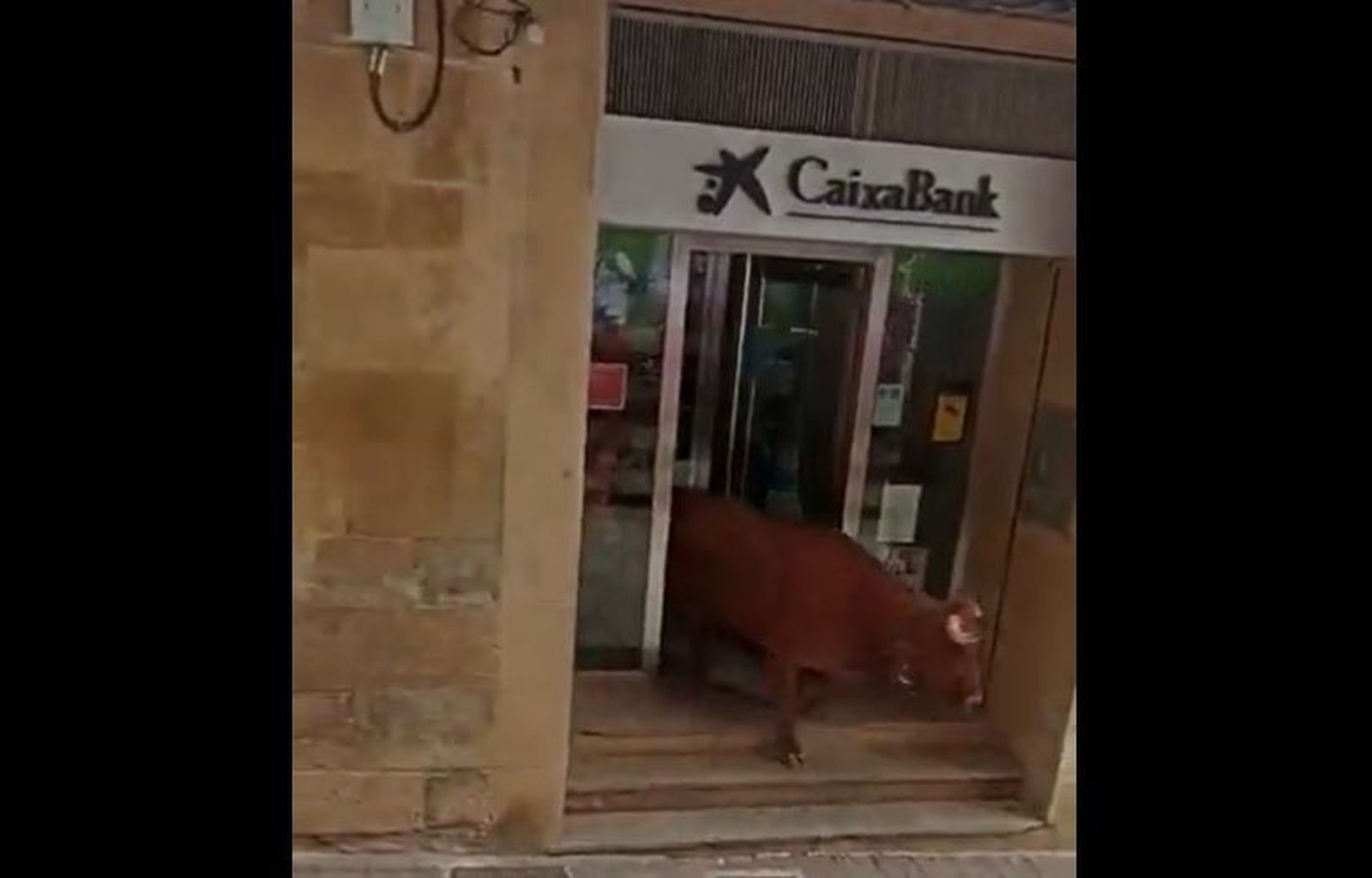 Imagen del toro saliendo de la sucursal de CaixaBank tras los esfuerzos de uno de los directores de lidia