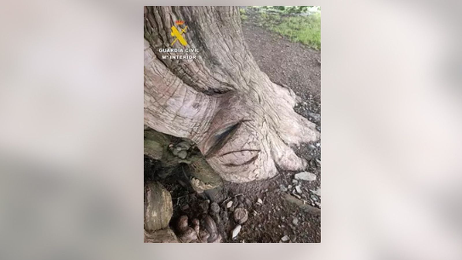 Los daños al trejo milenario