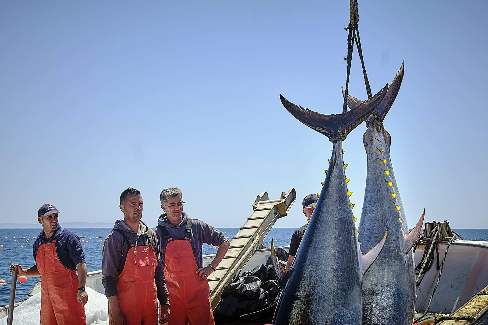 Almadraba de Barbate. Imágenes de la primera 'levantá' de atunes.