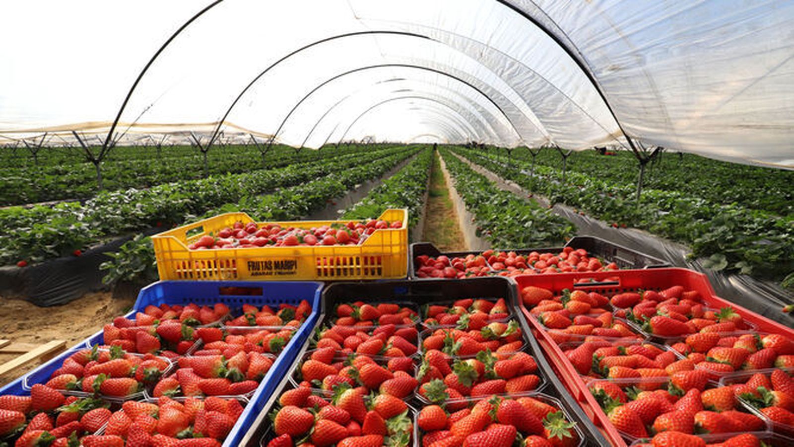 Cultivo de fresas en Huelva