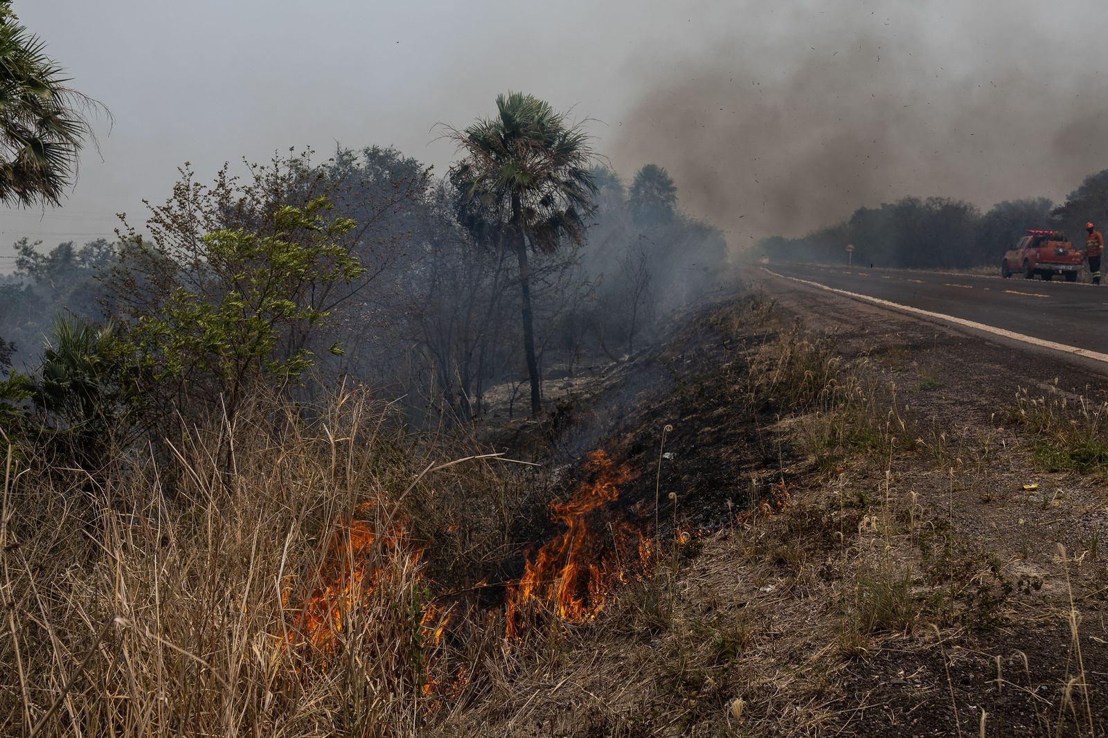 Las llamas convierten en una tumba al aire libre El Pantanal en Brasil