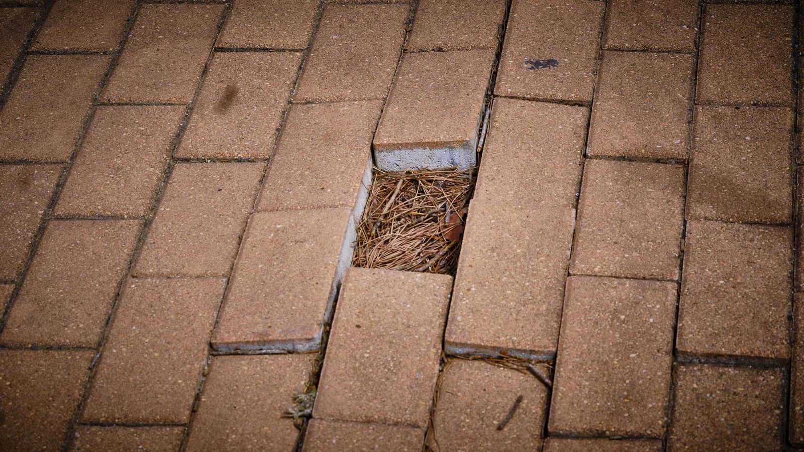 Pavimento en mal estado, susceptible de provocar tropiezos, caidas y accidentes.