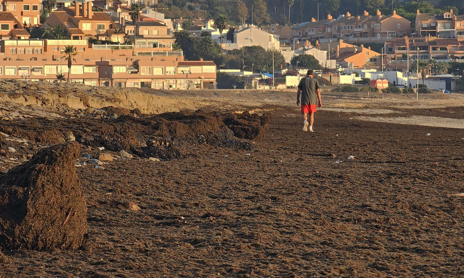 Fotos del nuevo arribazón de alga asiática en la playa de Getares de Algeciras