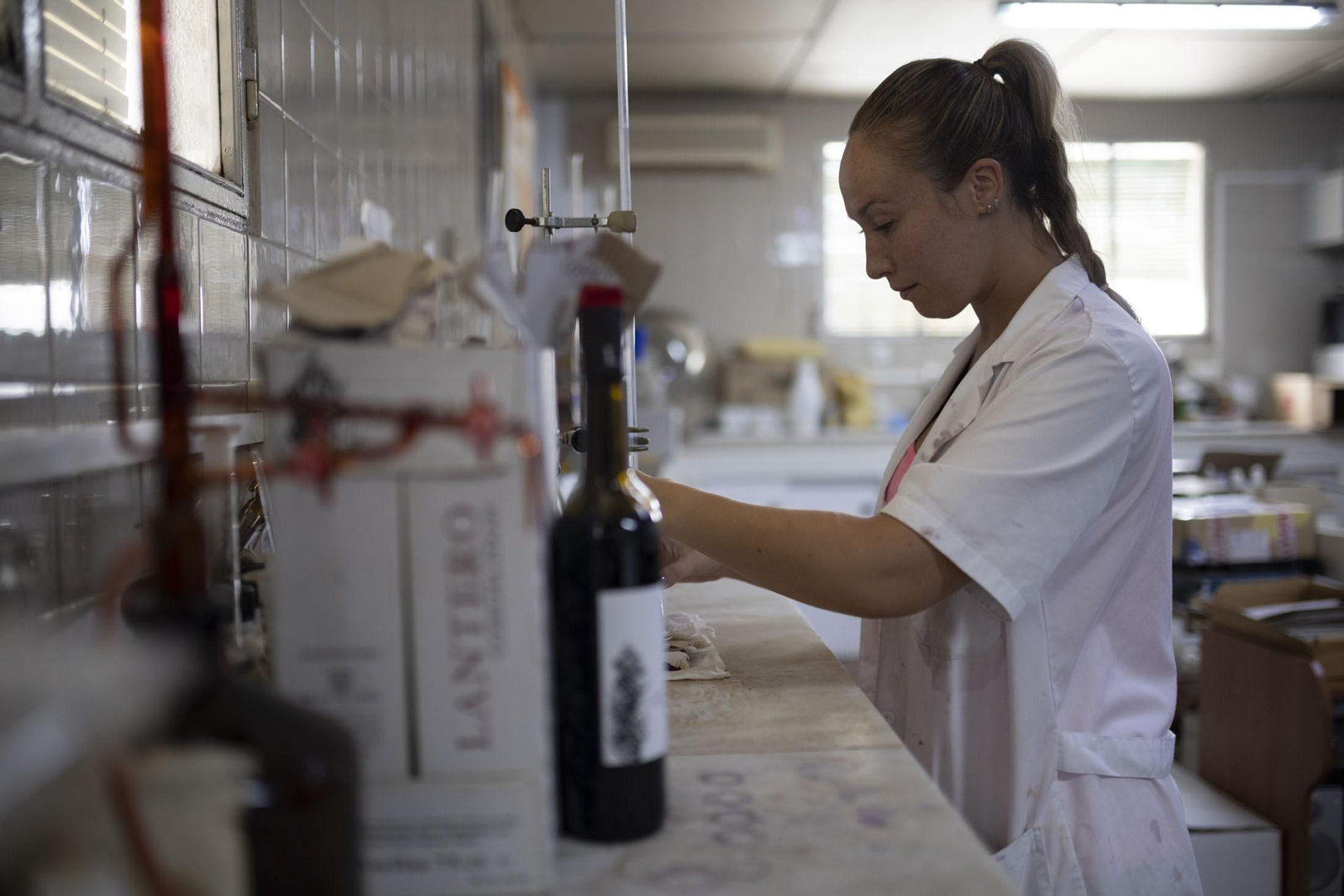 Imágenes de la vendimia en el Condado de Huelva