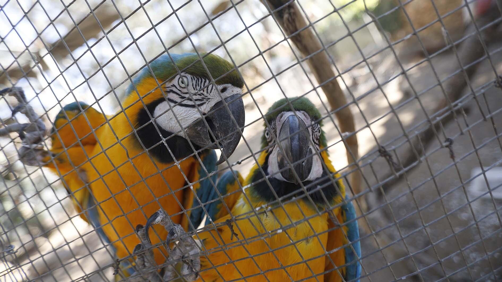 Las fotos del Zoo de Castellar de la Frontera