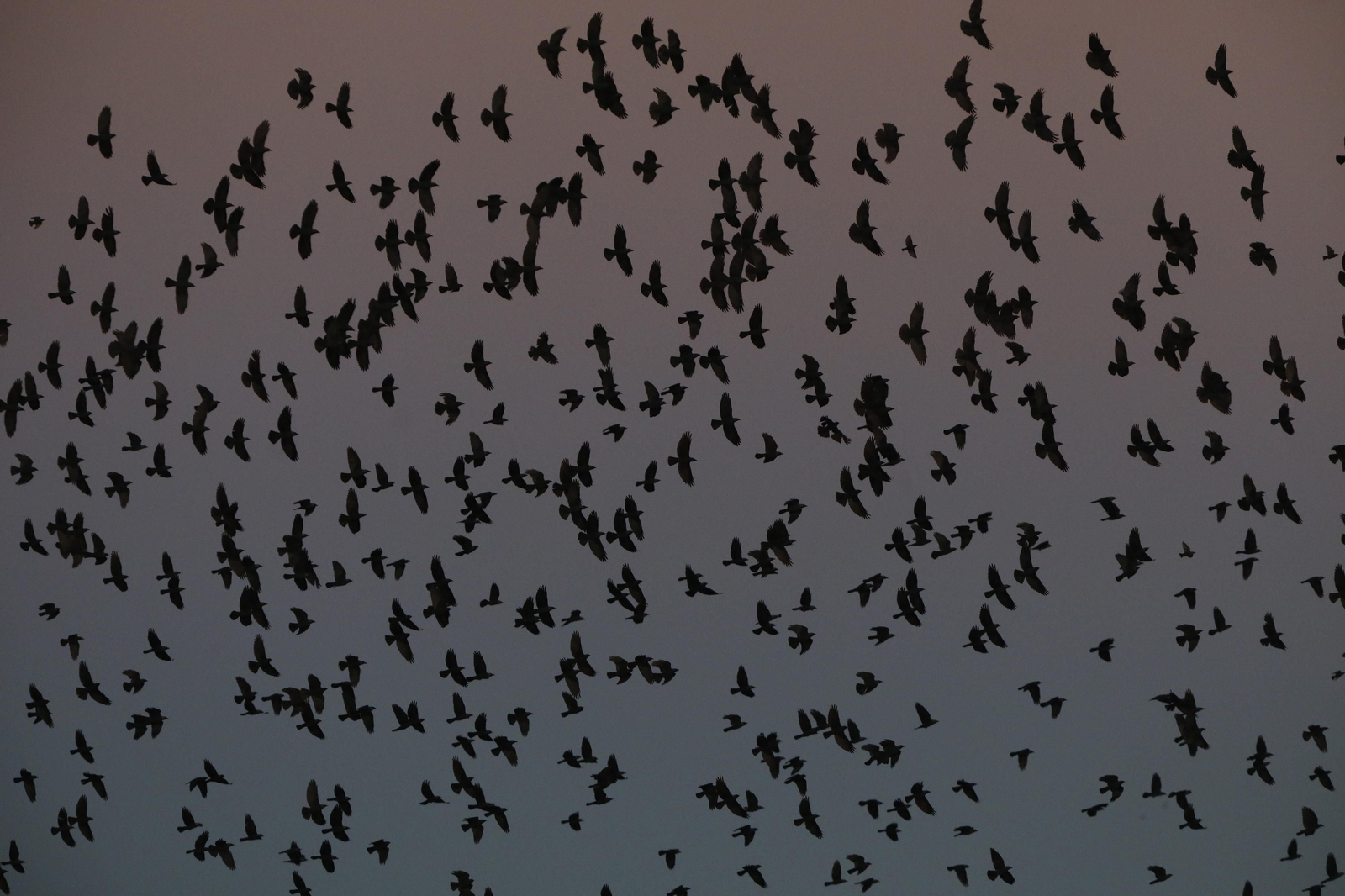 Las aves que habitan en Los Sotos de la Albolafia de Córdoba, en fotografías