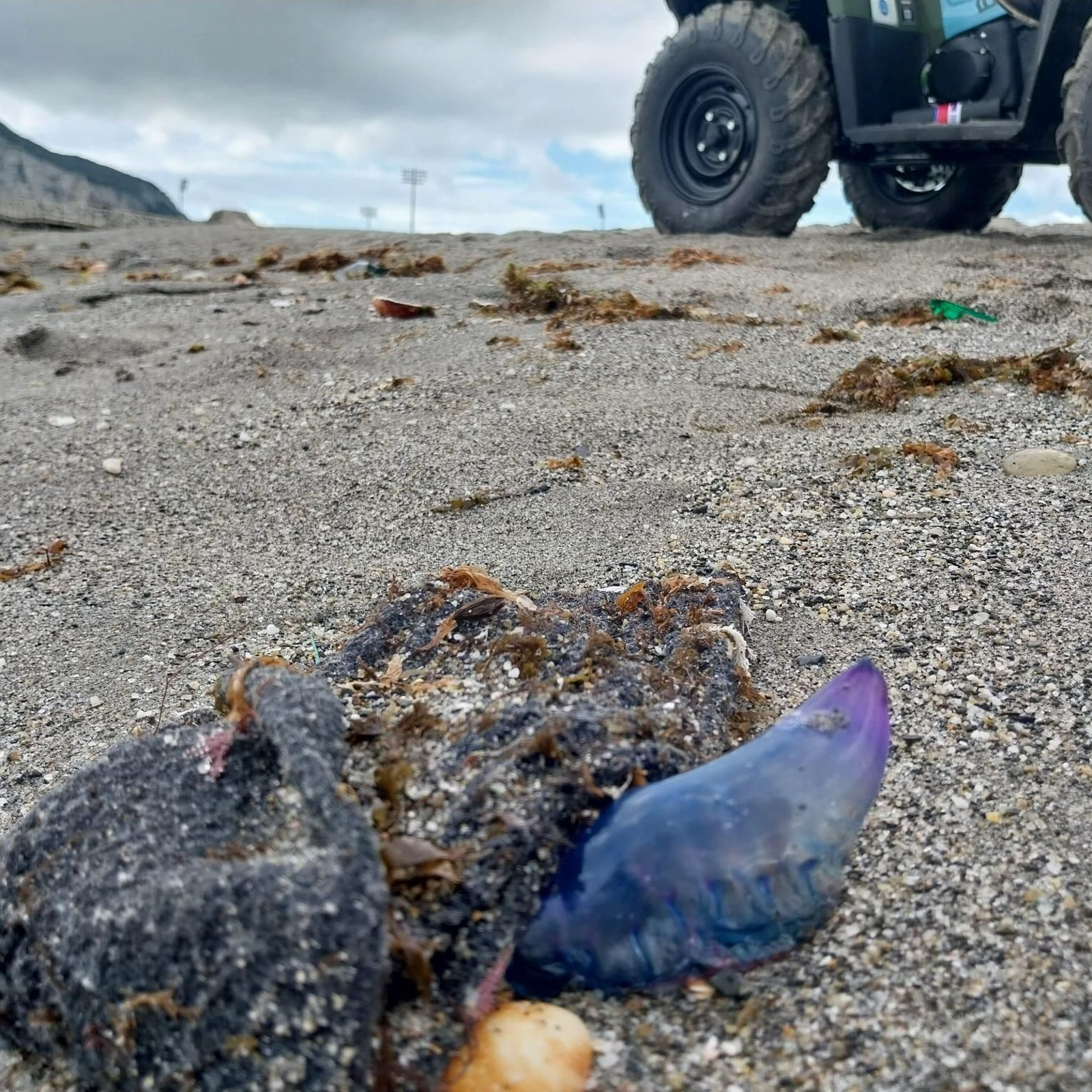 Medusas en las playas de La Línea.