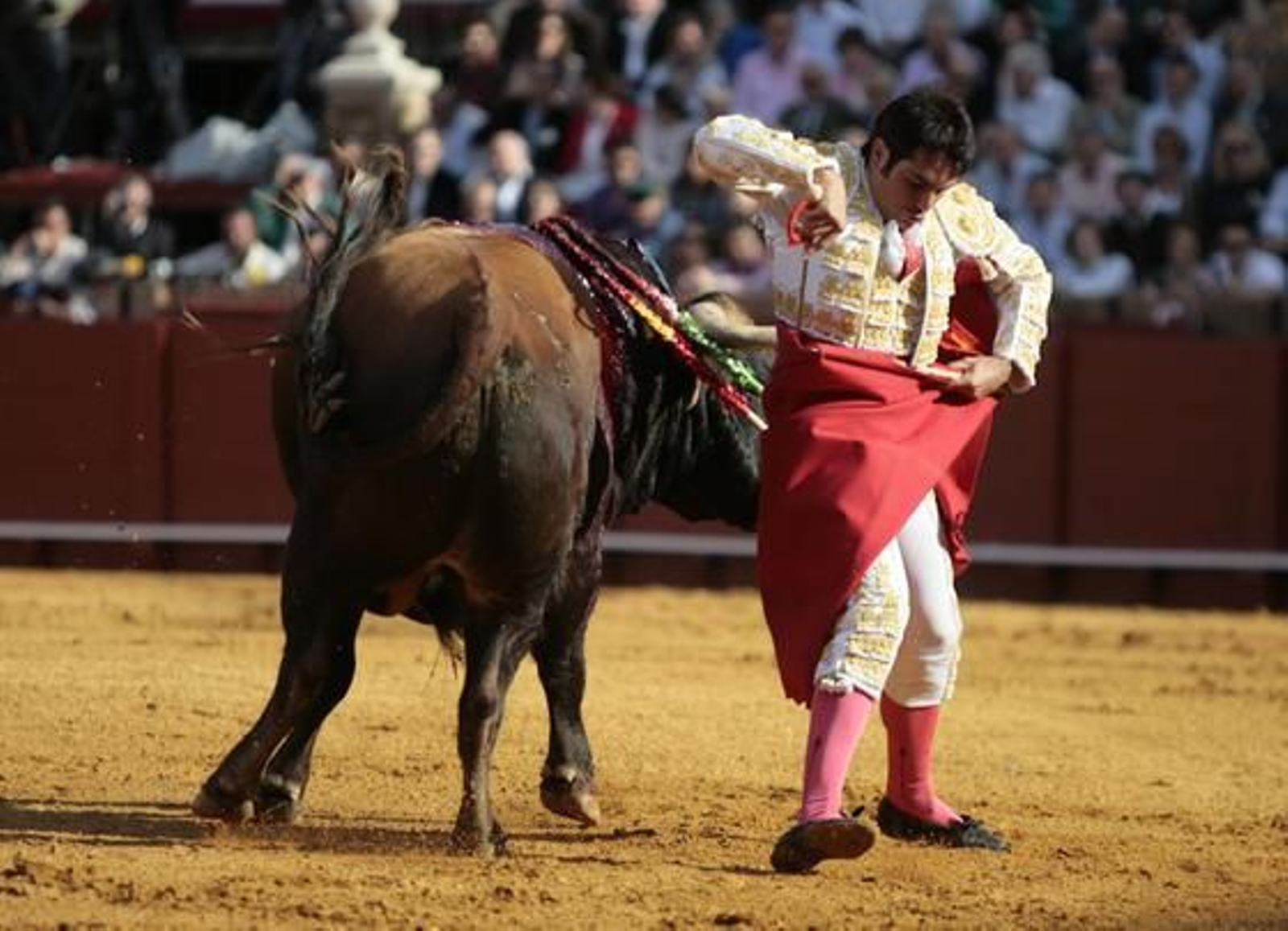 Salvador Vega toreó bien a la verónica, como la realizada en el cuarto toro, el segundo de su lote. 

Foto: Juan Carlos Muñoz