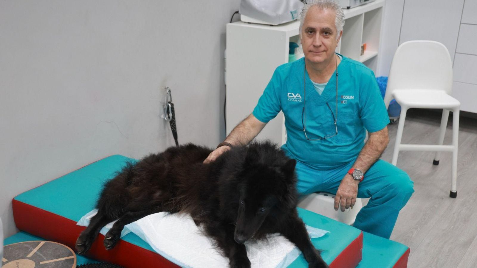 Lobo siendo tratado en la clínica FissiumVet por Esteban Spinola