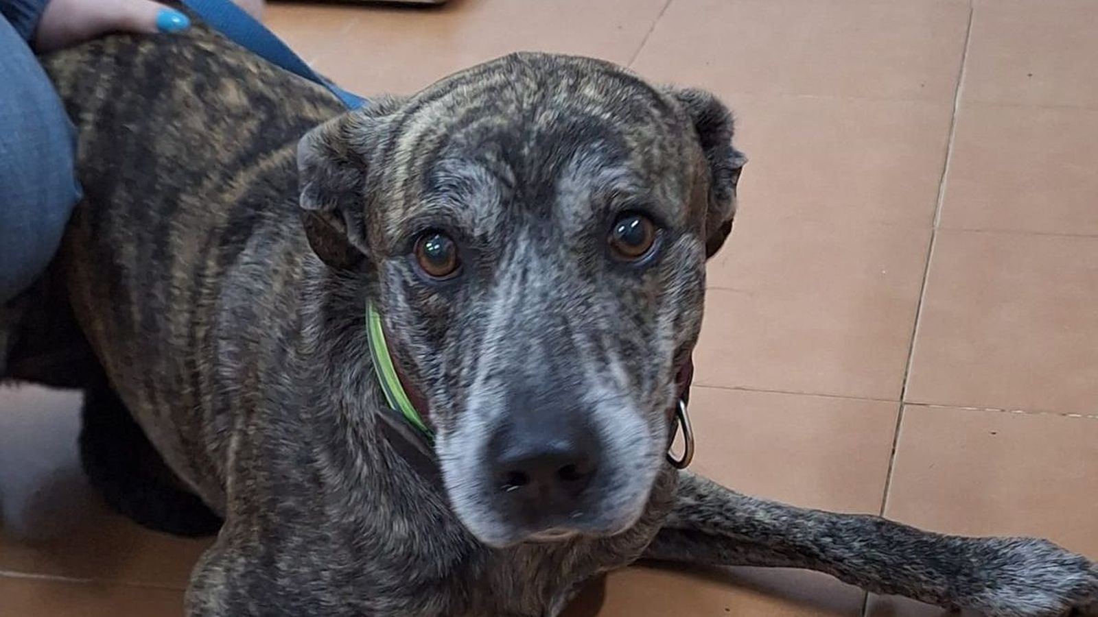 El perro 'Benji', en buen estado