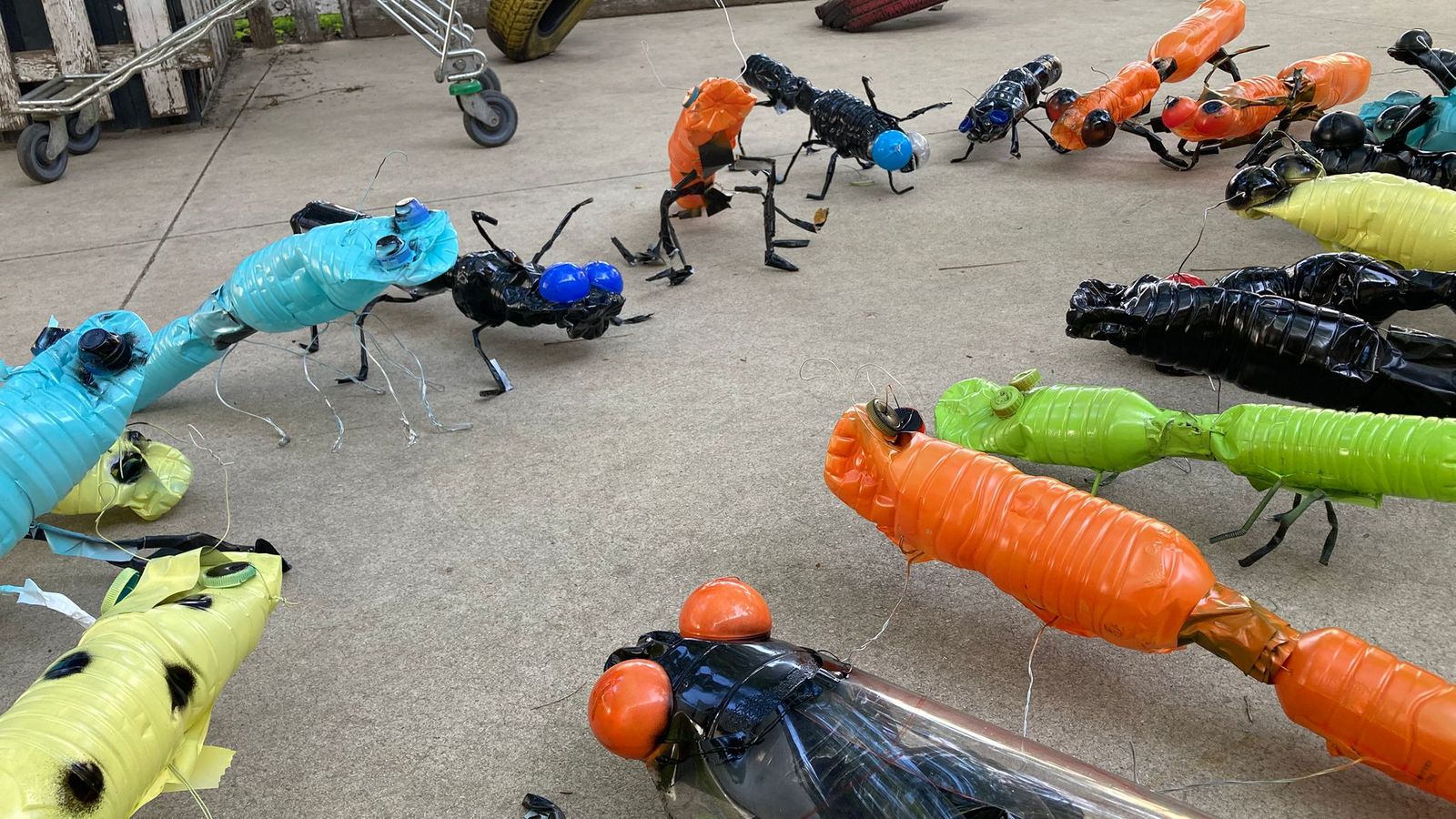 Los llamativos insectos que sirven para marcar espacios con posibles cambios.